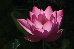 Assorted Pink Lotus Tubers and Runners