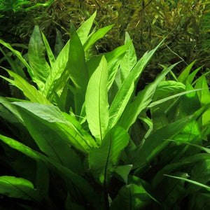 Hygrophila Corymbosa 'Kompakt'