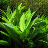 Hygrophila Corymbosa 'Kompakt'