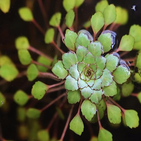 Ludwigia Sedoides