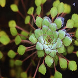 Ludwigia Sedoides