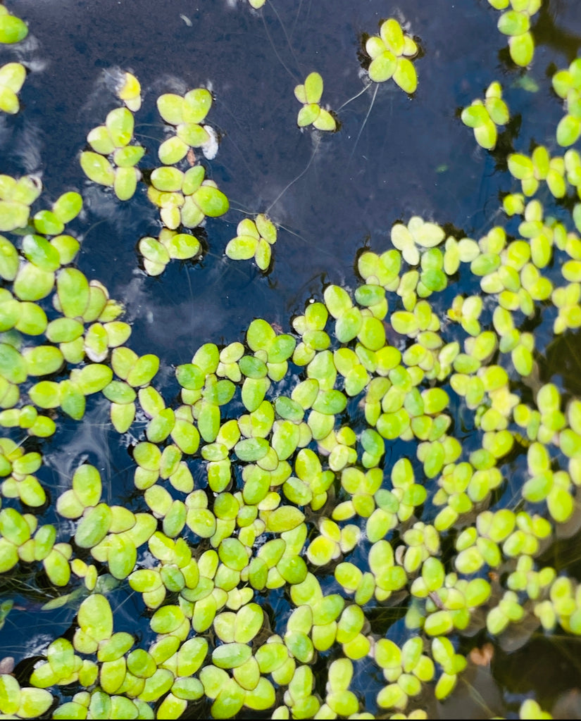 Duckweed