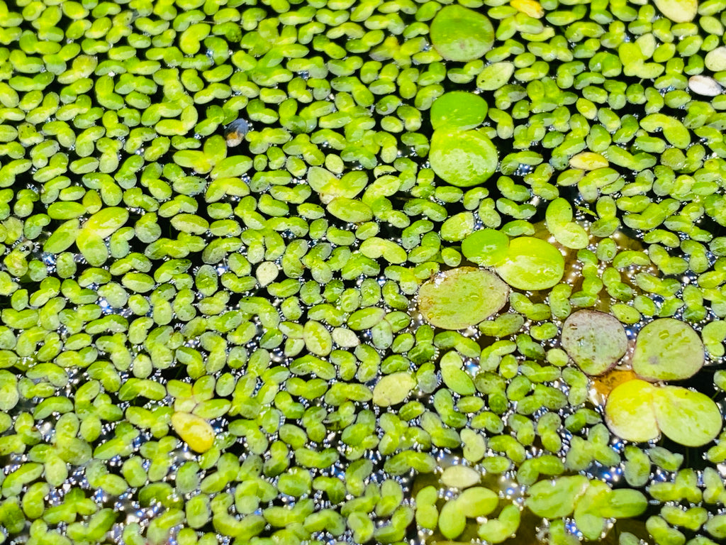 Duckweed