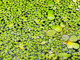 Duckweed