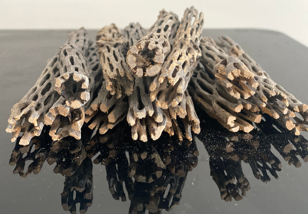 10x Cholla Wood