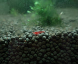 Red Cherry Shrimp