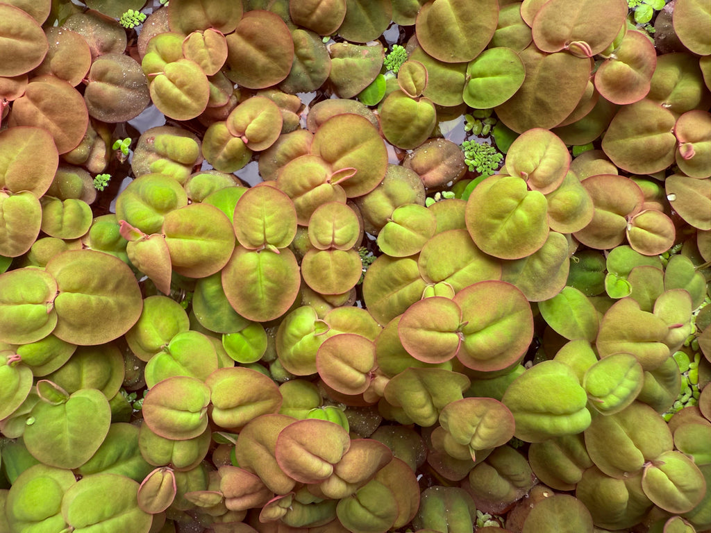 Red Root Floaters