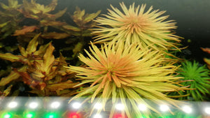 Ludwigia Pantanal "Verticillata"
