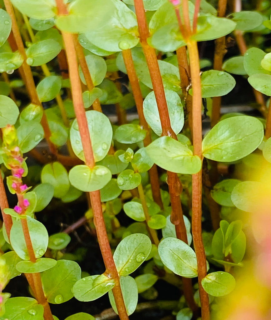 Rotala "Blood Red"