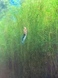 Guppy Grass "Najas guadalupensis"