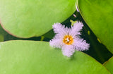 Banana Lily (Lily pad)