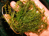Hydrilla