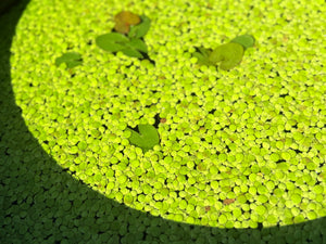 Giant Duckweed