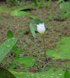 Banana Lily