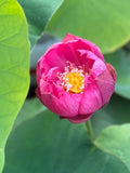 Bowl Lotus Seedlings