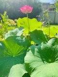 Assorted Pink Lotus Tubers and Runners