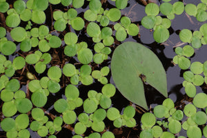 Giant Duckweed