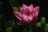 Assorted Pink Lotus Tubers and Runners
