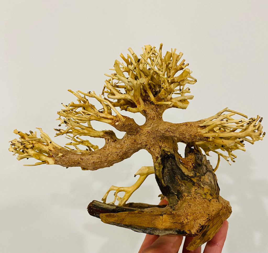 Small Aquascaping Handmade Aquatic Bonsai Driftwood Tree
