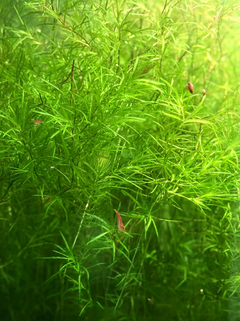 Guppy Grass "Najas guadalupensis"