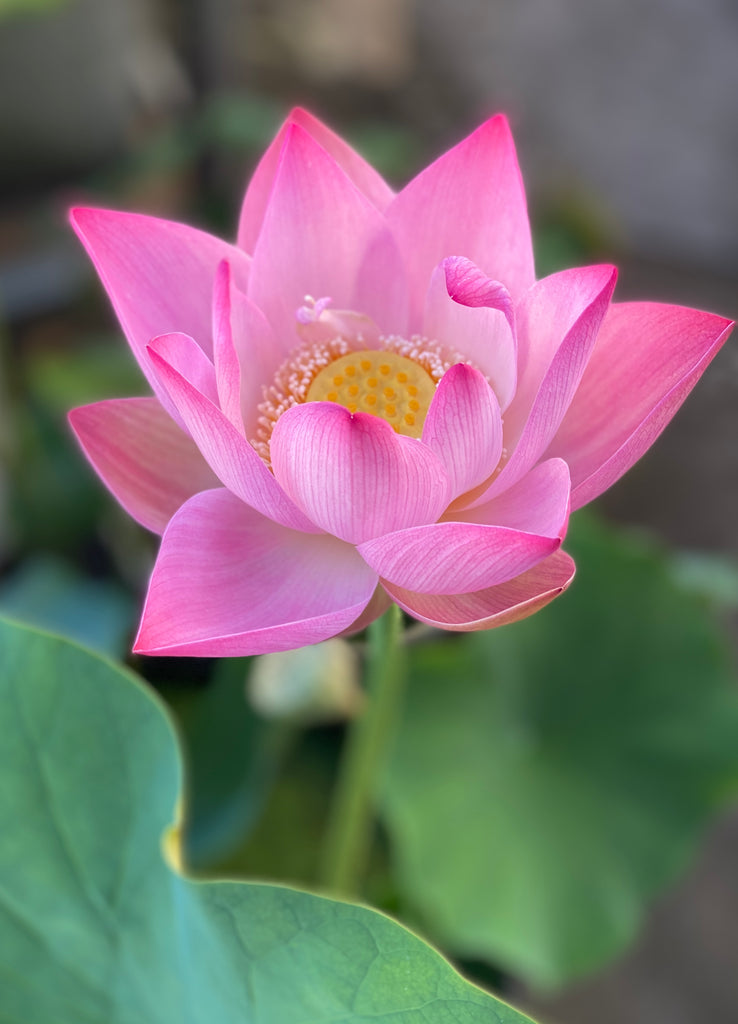 Assorted Pink Lotus Tubers and Runners