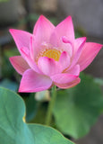 Assorted Pink Lotus Tubers and Runners