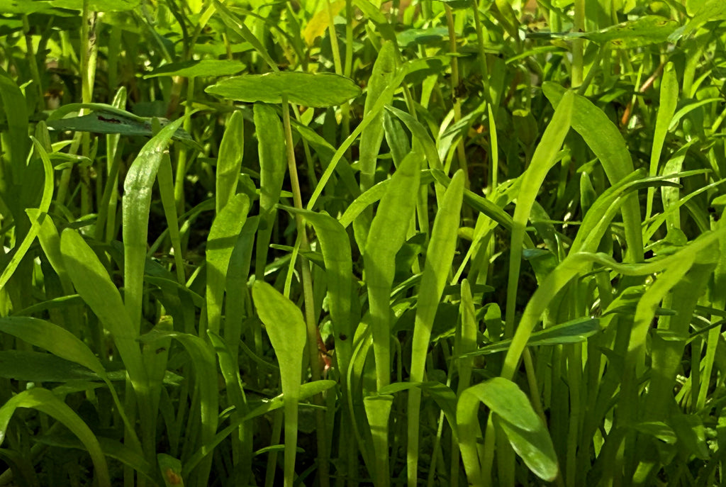 Micro Sword Lilaeopsis Brasiliensis