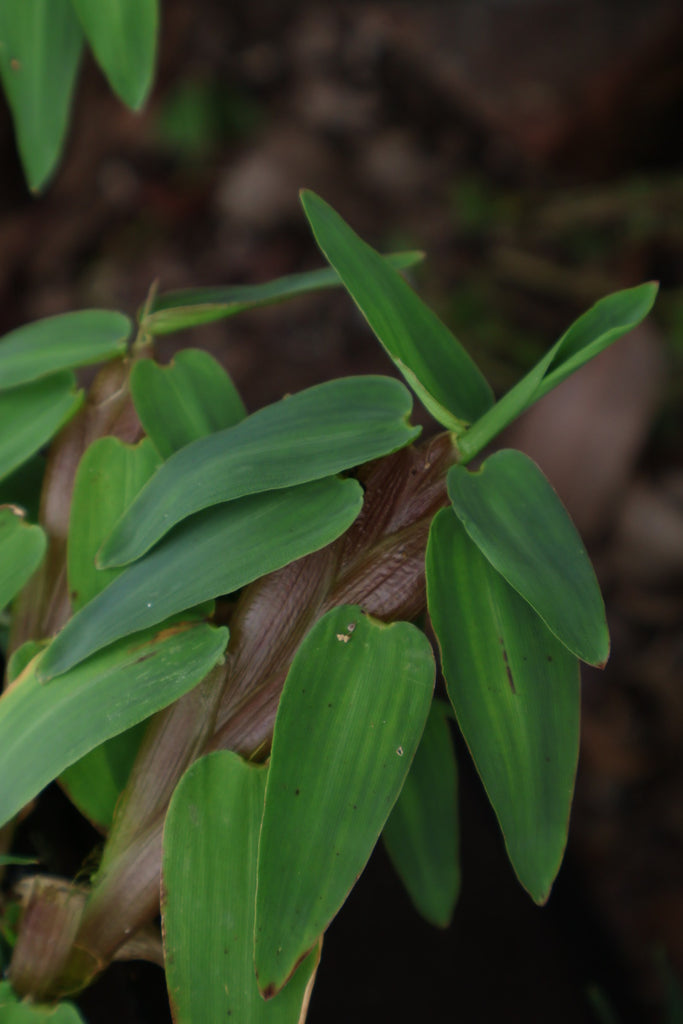 Floating Bamboo "Hygroryza Aristata"