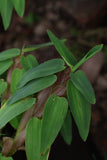 Floating Bamboo "Hygroryza Aristata"