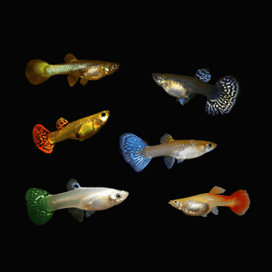 Assorted Guppies