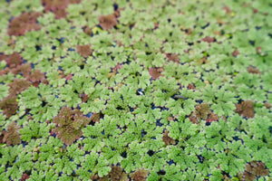Azolla
