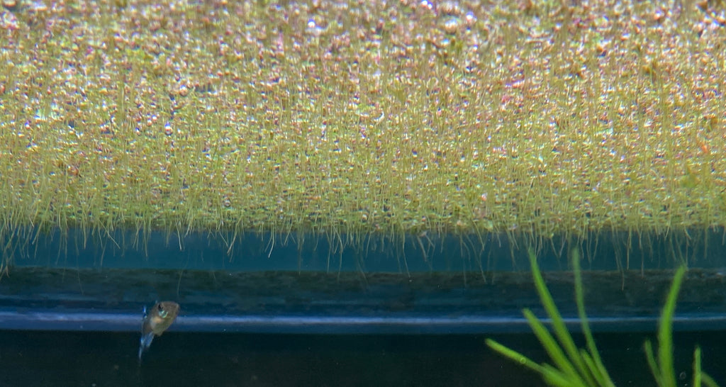 Duckweed