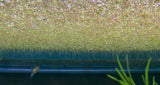 Duckweed