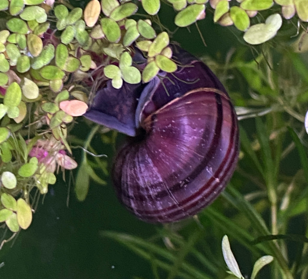 Purple Mystery Snails