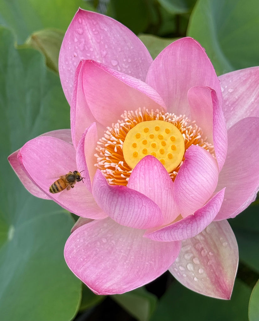 Assorted Pink Lotus Tubers and Runners