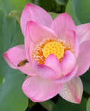 Assorted Pink Lotus Tubers and Runners