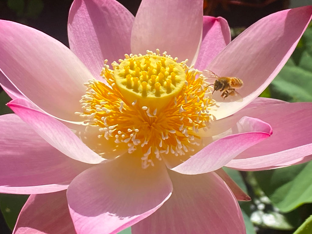 Assorted Pink Lotus Tubers and Runners