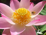 Assorted Pink Lotus Tubers and Runners