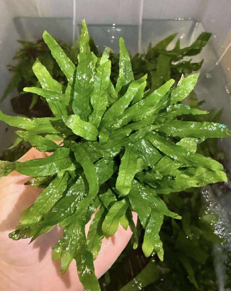 Rare Micro Java Fern