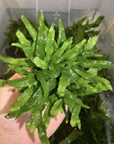 Rare Micro Java Fern