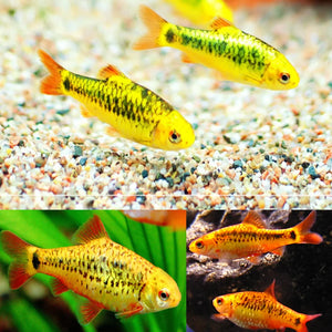 10x Neon Golden Barbs