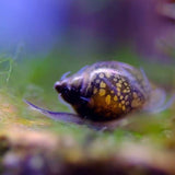 Bladder Snail aquarium cleaner