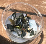 Rare Bucephalandra Brownie 'Ghost" Ulu Kapus