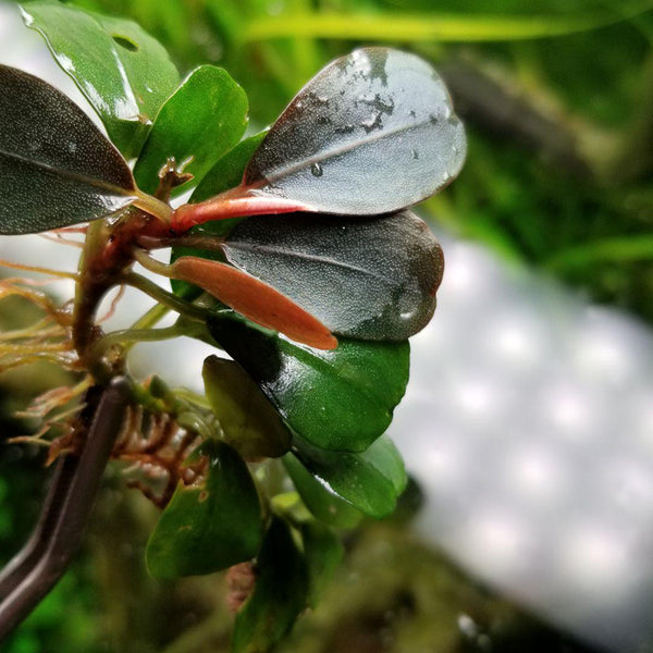Bucephalandra sp.Red melon レッドメロン JB Bucephalandra sp.Red melon レッドメロン JB