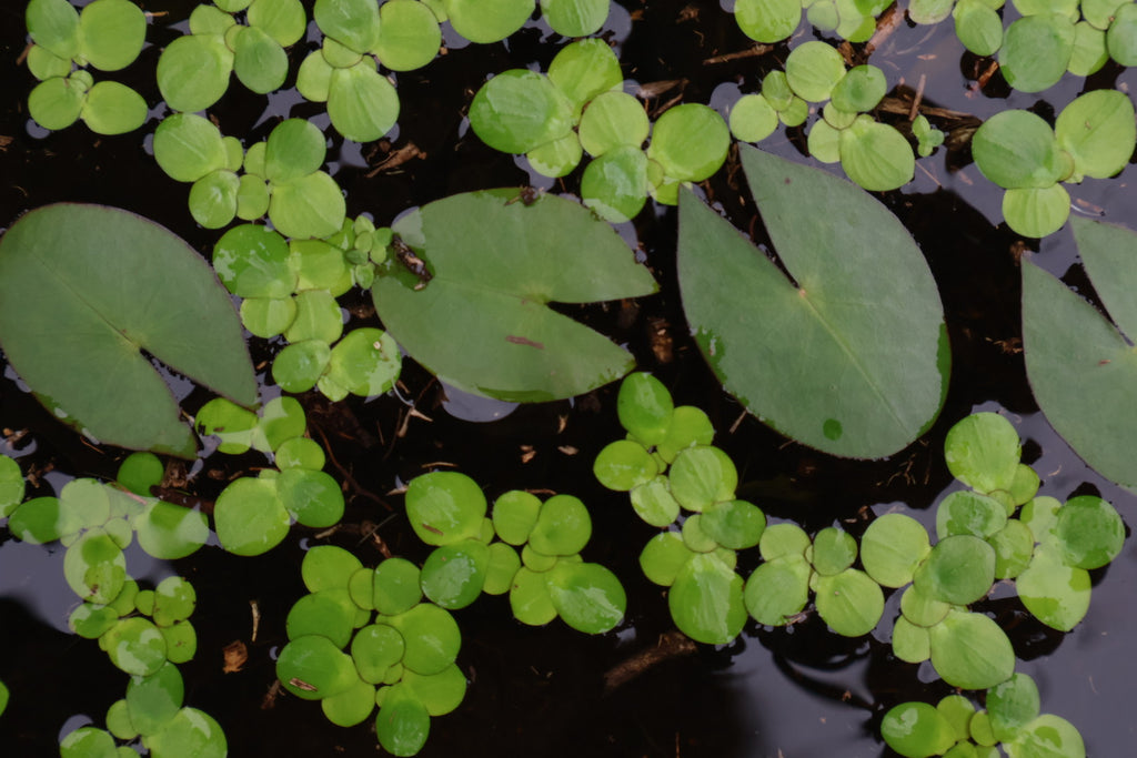 Giant Duckweed