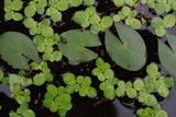 Giant Duckweed