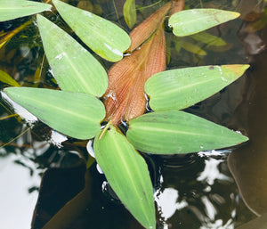 Floating Bamboo "Hygroryza Aristata"