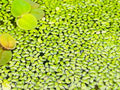 Duckweed