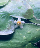 Banana Lily