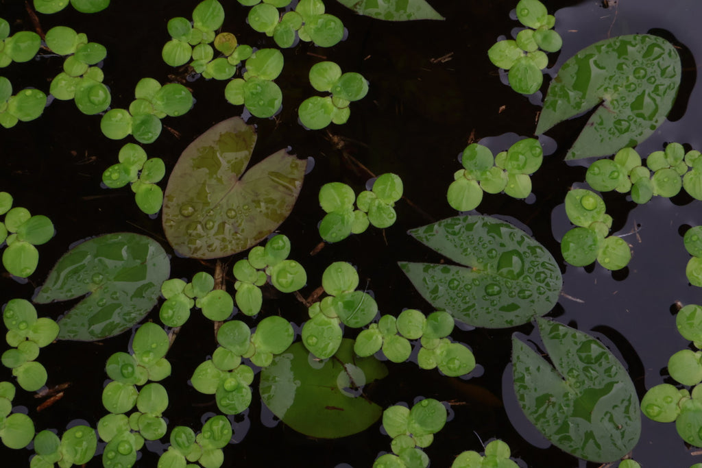 Giant Duckweed